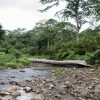 Un río con un árbol caído en medio, llamado Salto La Jalda (Senderismo y Natación).