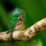 obserwacja ptaków Dominikana - Obserwowanie ptaków
